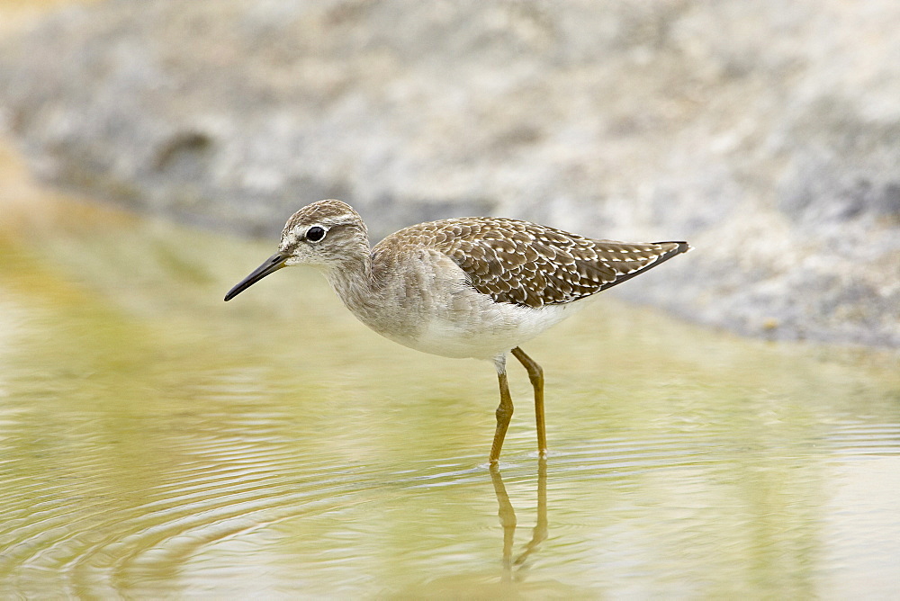 Wood sandpiper (Tringa glareola), Kruger National Park, South Africa, Africa