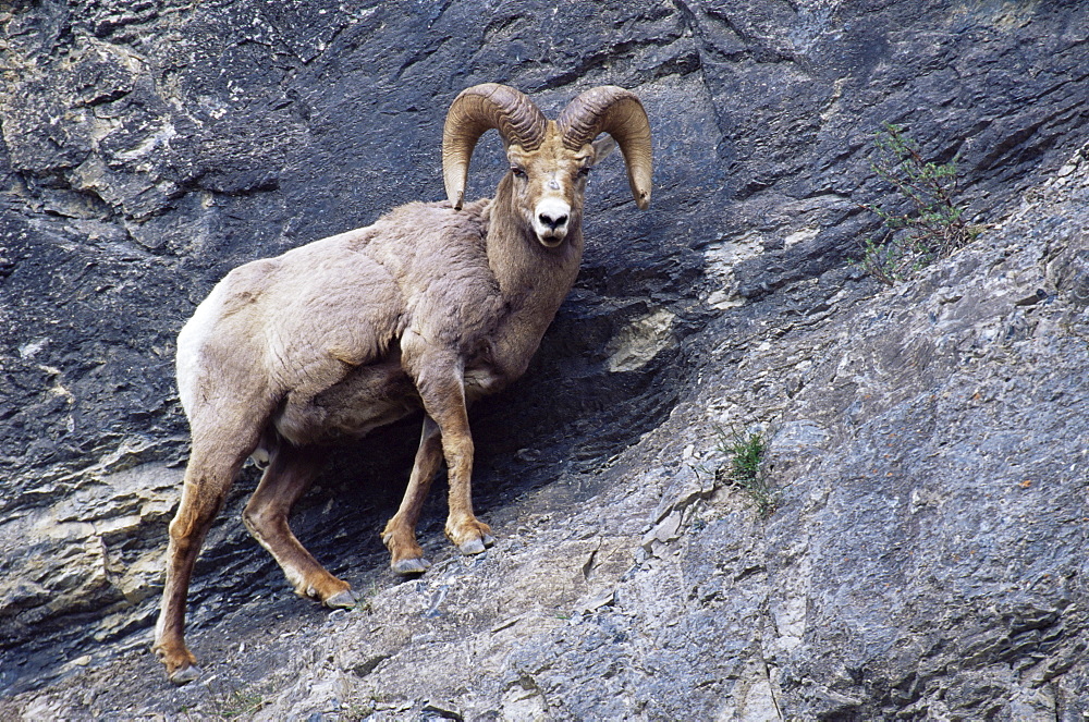 Male bighorn sheep (Ovis canadensis), Banff National Park, Alberta, Canada, North America