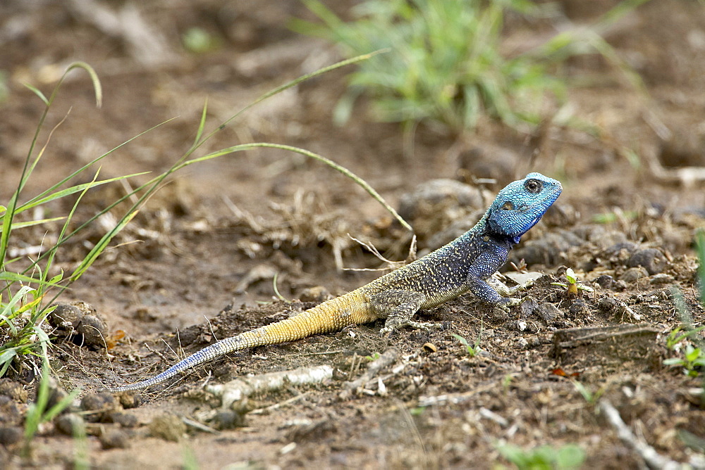 Southern tree agama (Acanthocerus atricollis), Imfolozi Game Reserve, South Africa, Africa