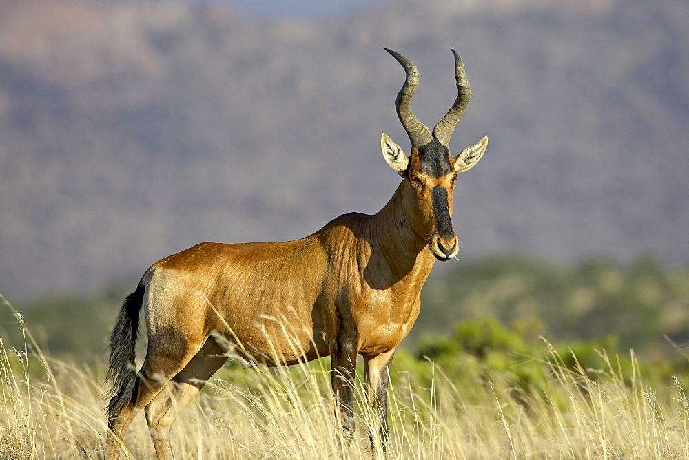 Red hartebeest (Alcelaphus buselaphus), Mountain Zebra National Park, South Africa, Africa