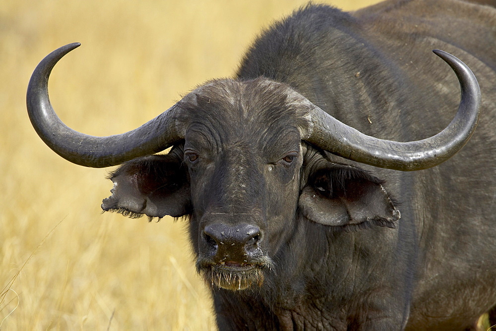 Cape buffalo (African buffalo) (Syncerus caffer), Masai Mara National Reserve, Kenya, East Africa, Africa