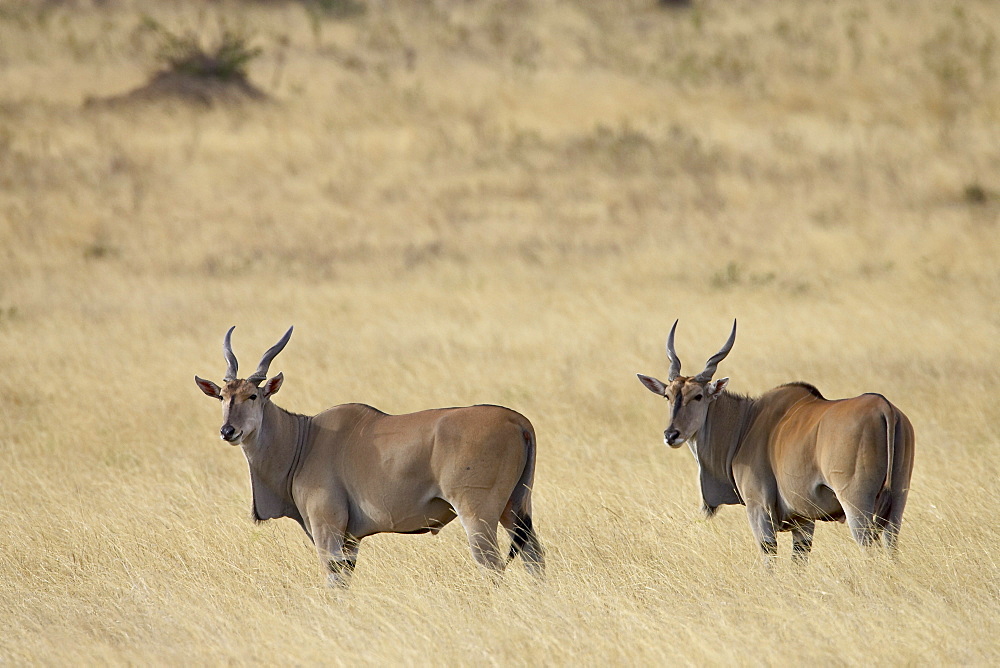 Common eland (Taurotragus oryx), Masai Mara National Reserve, Kenya, East Africa, Africa