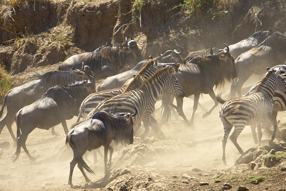 Blue wildebeest (brindled gnu) (Connochaetes taurinus) and Grant's zebra (Plains zebra) (Common zebra) (Equus burchelli boehmi) running up the bank after crossing the Mara River, Masai Mara National Reserve, Kenya, East Africa, Africa