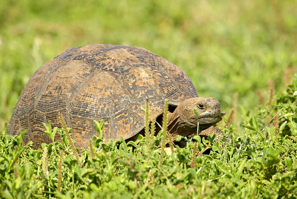 Leopard tortoise (Geochelone pardalis), Addo Elephant National Park, South Africa, Africa