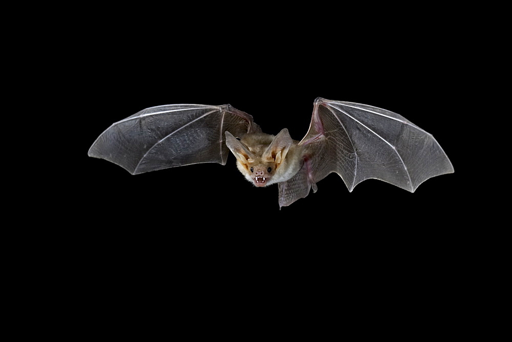 Pallid bat (Antrozous pallidus) in flight, near Portal, Arizona, United States of America, North America