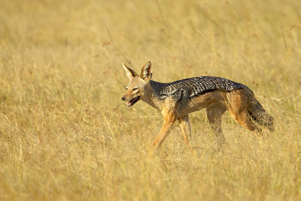 Black-backed jackal or Silver-backed jackal (Canis mesomelas), Masai Mara National Reserve, Kenya, East Africa, Africa