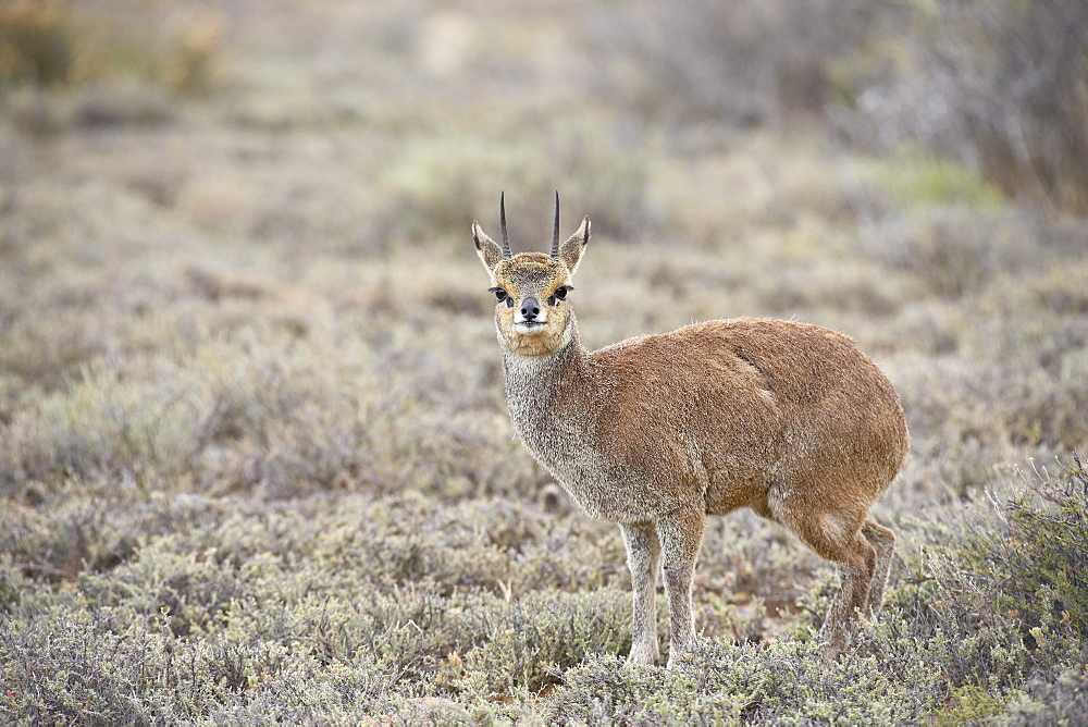 Male klipspringer (Oreotragus oreotragus), Karoo National Park, South Africa, Africa