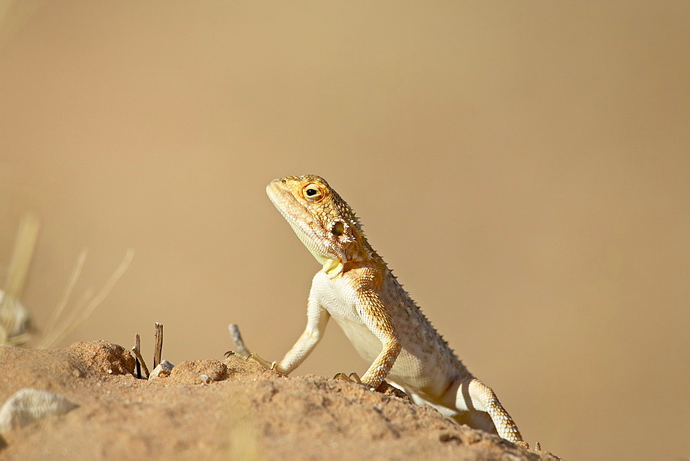 Ground agama (Agama aculeata aculeata), Kgalagadi Transfrontier Park, encompassing the former Kalahari Gemsbok National Park, South Africa, Africa