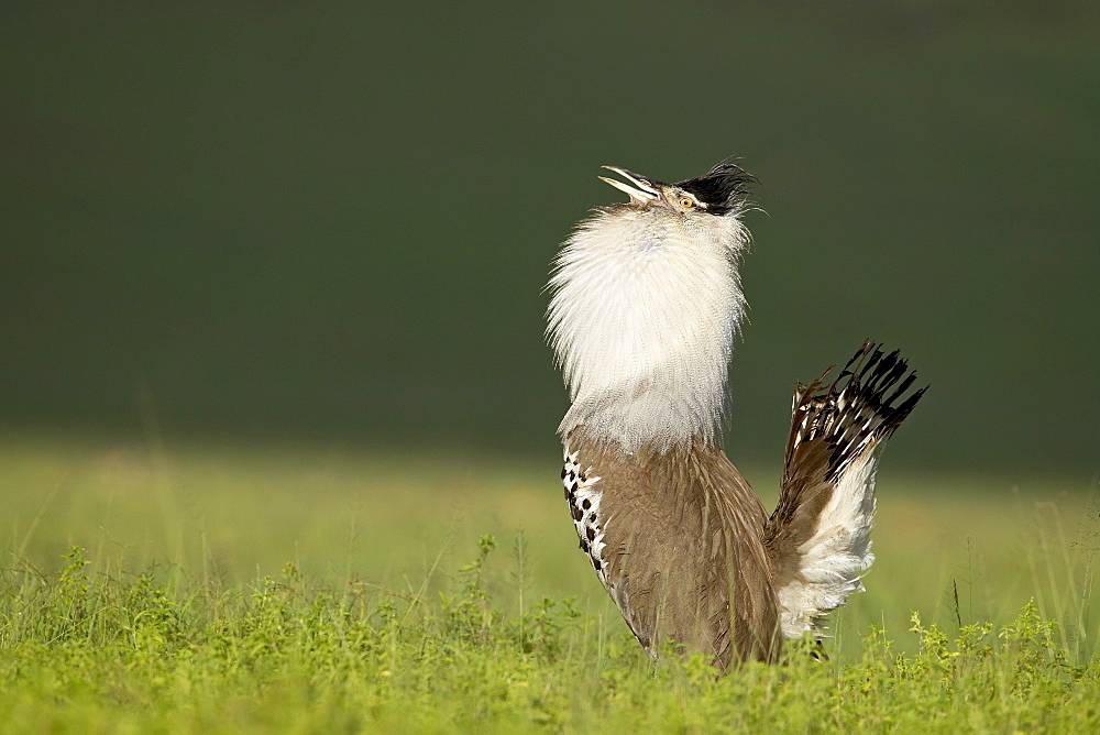 Male kori bustard (Ardeotis kori) displaying, Ngorongoro Crater, Ngorongoro Conservation Area, Tanzania, East Africa, Africa