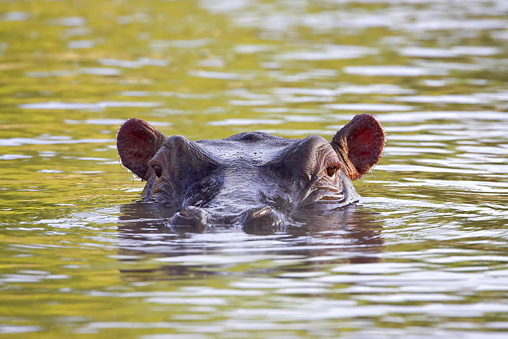 Hippopotamus (Hippopotamus amphibius), Serengeti National Park, Tanzania, East Africa, Africa