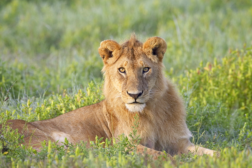 Young male lion (Panthera leo), Serengeti National Park, Tanzania, East Africa, Africa