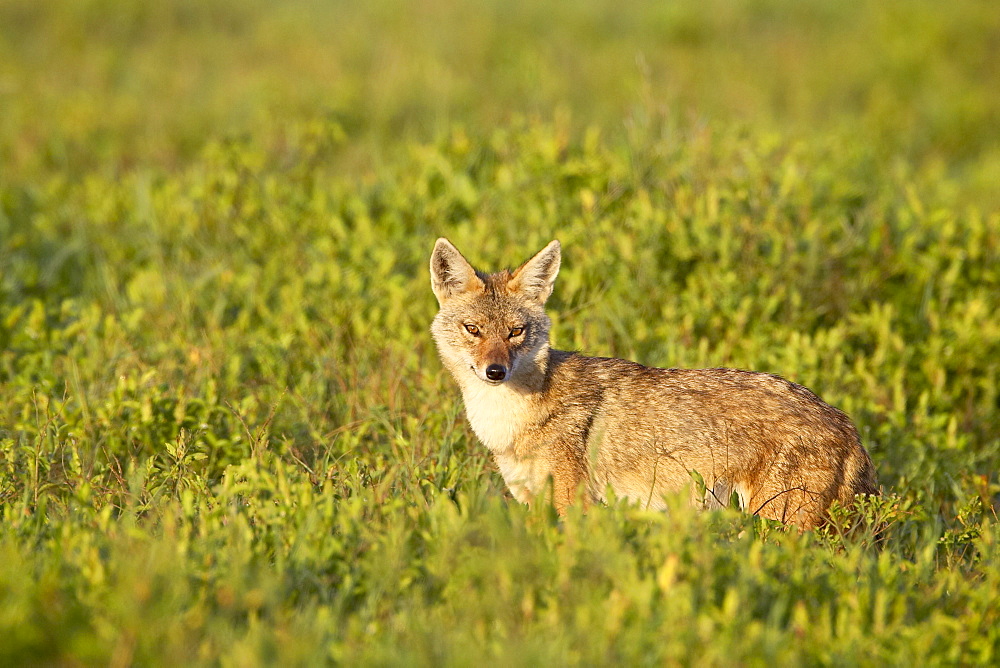 Golden jackal (Canis eaureus), Serengeti National Park, Tanzania, East Africa, Africa