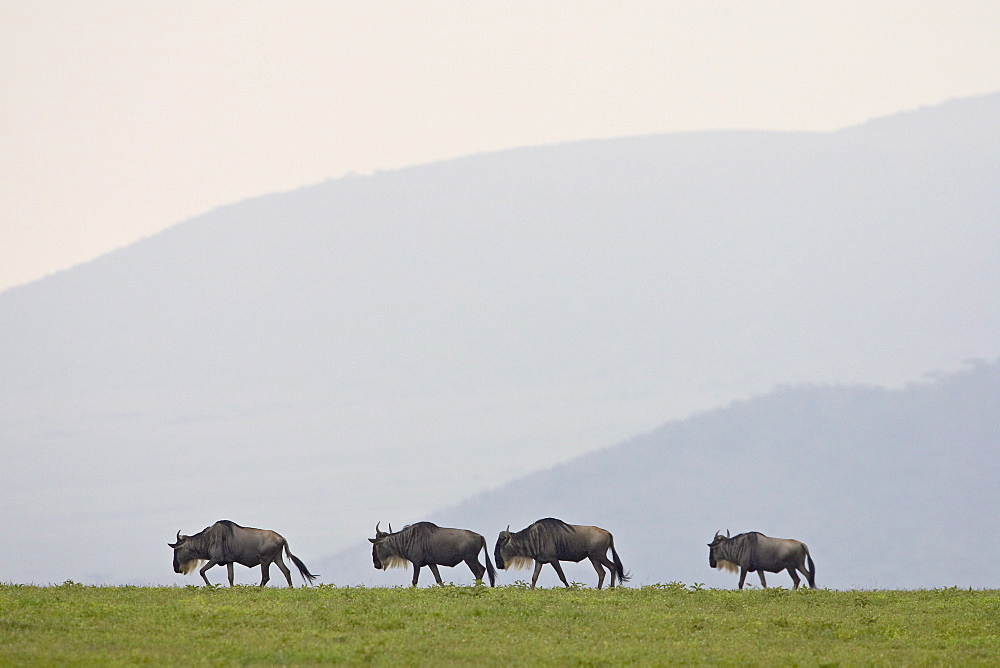 Four blue wildebeest (brindled gnu) (Connochaetes taurinus), Serengeti National Park, Tanzania, East Africa, Africa