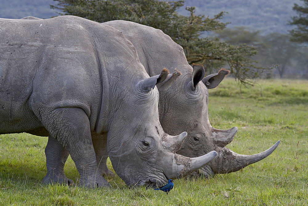 White rhinoceros (Ceratotherium simum) pair, Lake Nakuru National Park, Kenya, East Africa, Africa