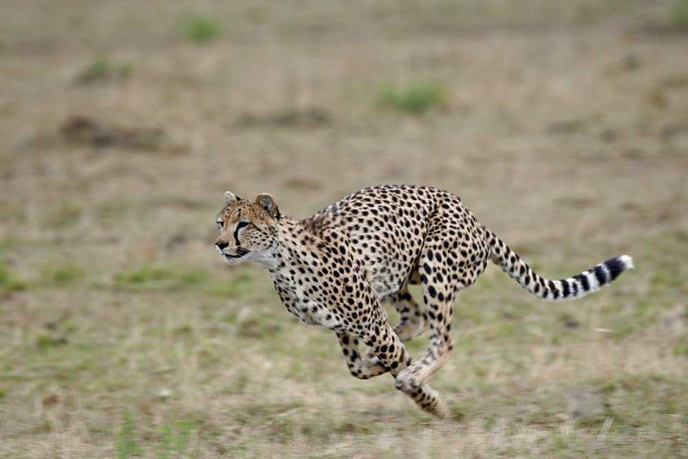 Cheetah (Acinonyx jubatus), Masai Mara National Reserve, Kenya, East Africa, Africa