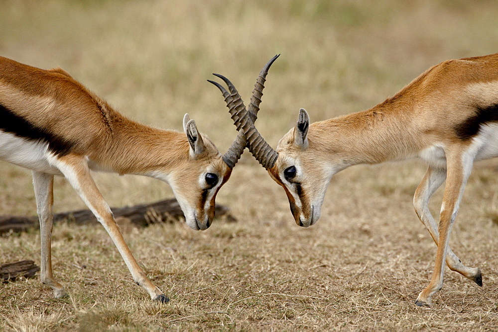 Male Thomson's gazelle (Gazella thomsonii) fighting, Masai Mara National Reserve, Kenya, East Africa, Africa