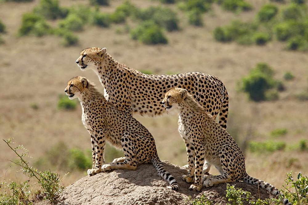 Cheetah (Acinonyx jubatus) mother and two cubs, Masai Mara National Reserve, Kenya, East Africa, Africa