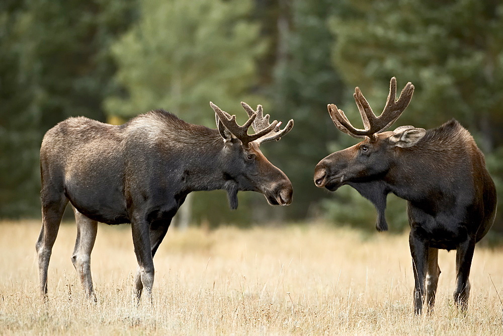 Two bull moose (Alces alces) facing off before play fighting, Roosevelt National Forest, Colorado, United States of America, North America