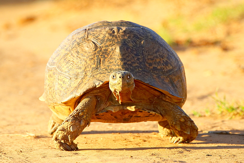 Leopard tortoise (Geochelone pardalis), Addo Elephant National Park, South Africa, Africa