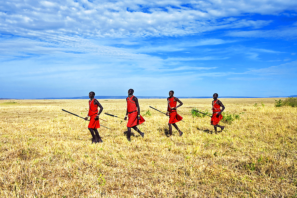 Four Masai hunters running through bush holding spears, Masai Mara National Reserve, Kenya, East Africa, Africa