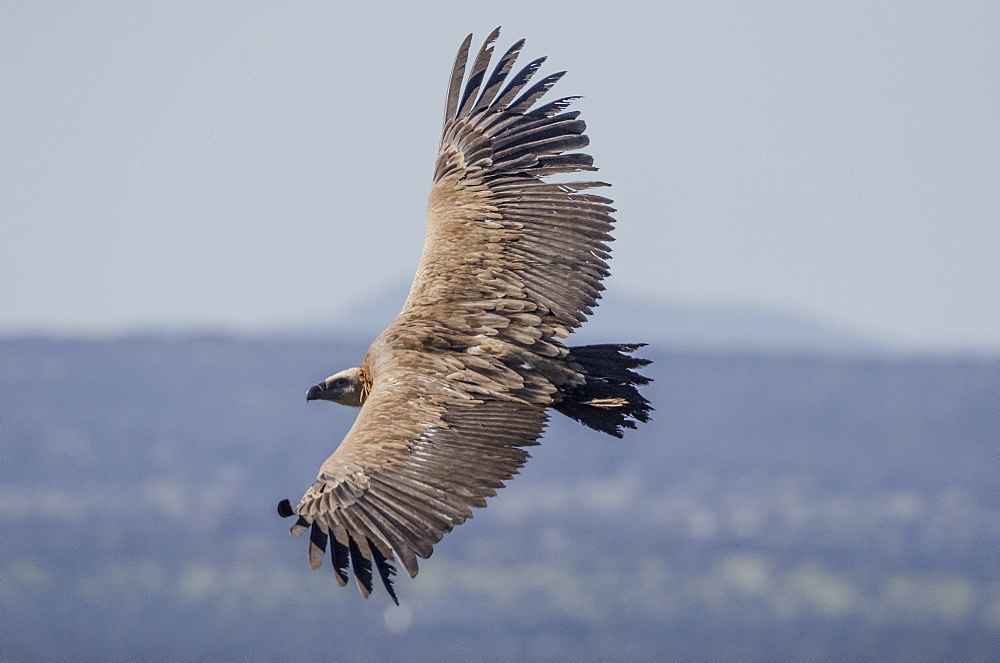 Griffon Vulture, Castillo de Monfrague, Monfrague National Park, Caceres, Extremadura, Spain, Europe