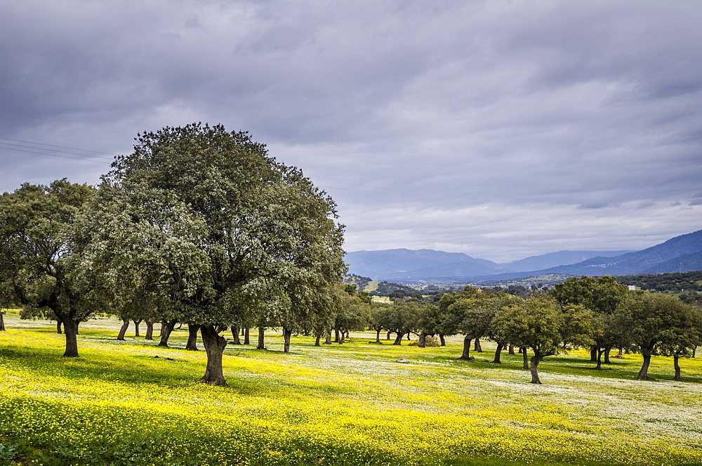 Dehesa Landscape, Caceres, Extremadura, Spain, Europe