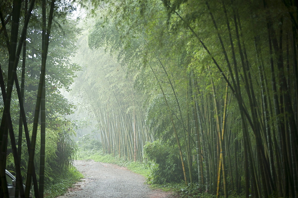 Bamboo Forest, Sichuan Province, China, Asia