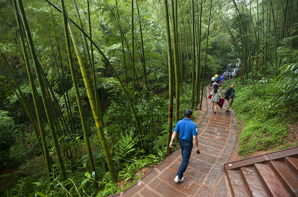 Bamboo Forest, Sichuan Province, China, Asia