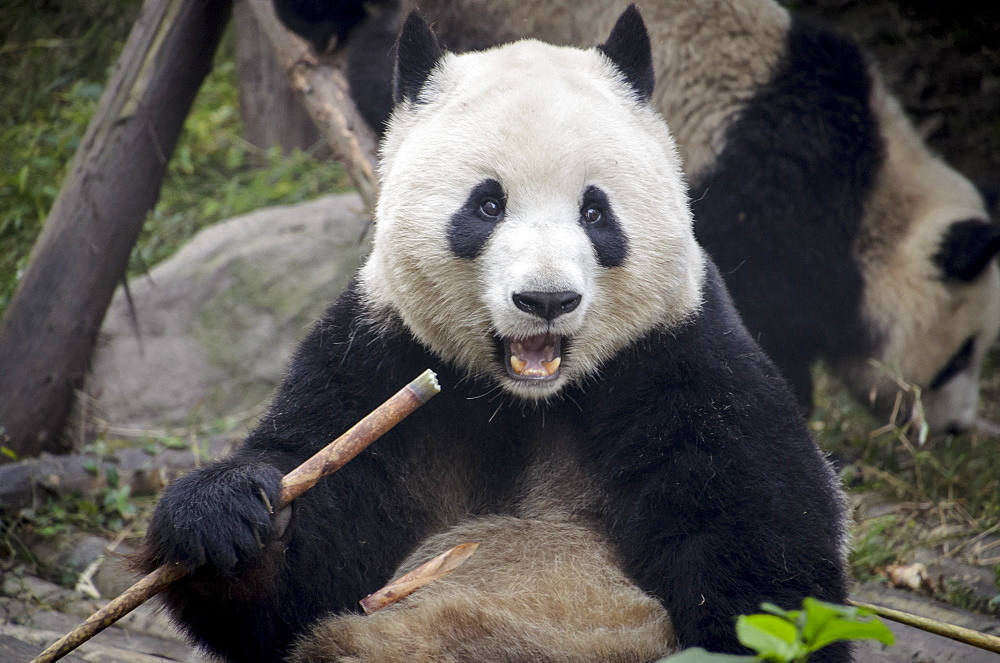 Chengdu Research Base of Giant Panda Breeding, Chengdu, Sichuan Province, China, Asia