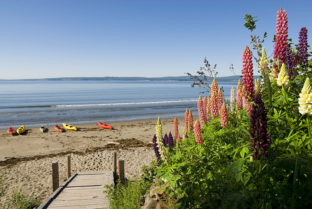 Lupins, Gaspe, Gaspe Peninsula, province of Quebec, Canada, North America