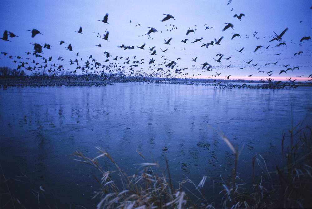 Sandhill crane migration, Platte River, Nebraska, United States of America, North America