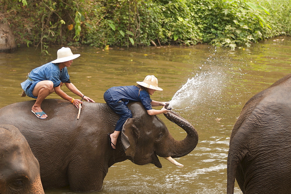 Elephant Conservation Center, Lampang, Thailand, Southeast Asia, Asia