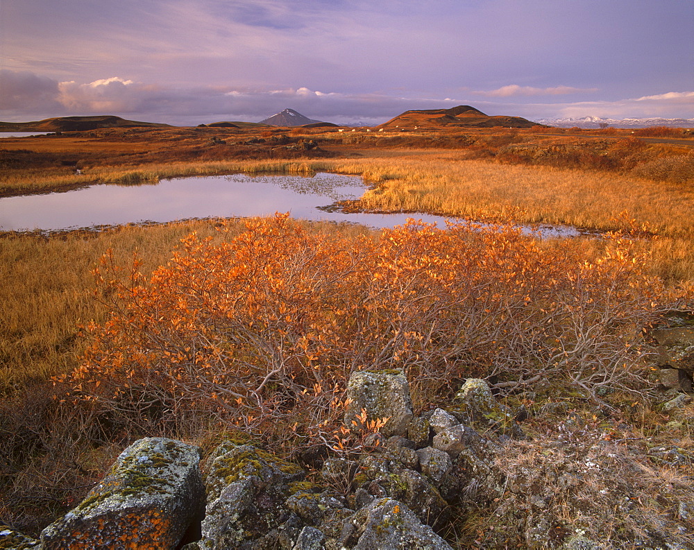 Ponds, pseudo-craters, Mount Hlidarfjall, 771 m, in the distance, from near Skutustadir, Lake Myvatn, northern Iceland, Polar Regions