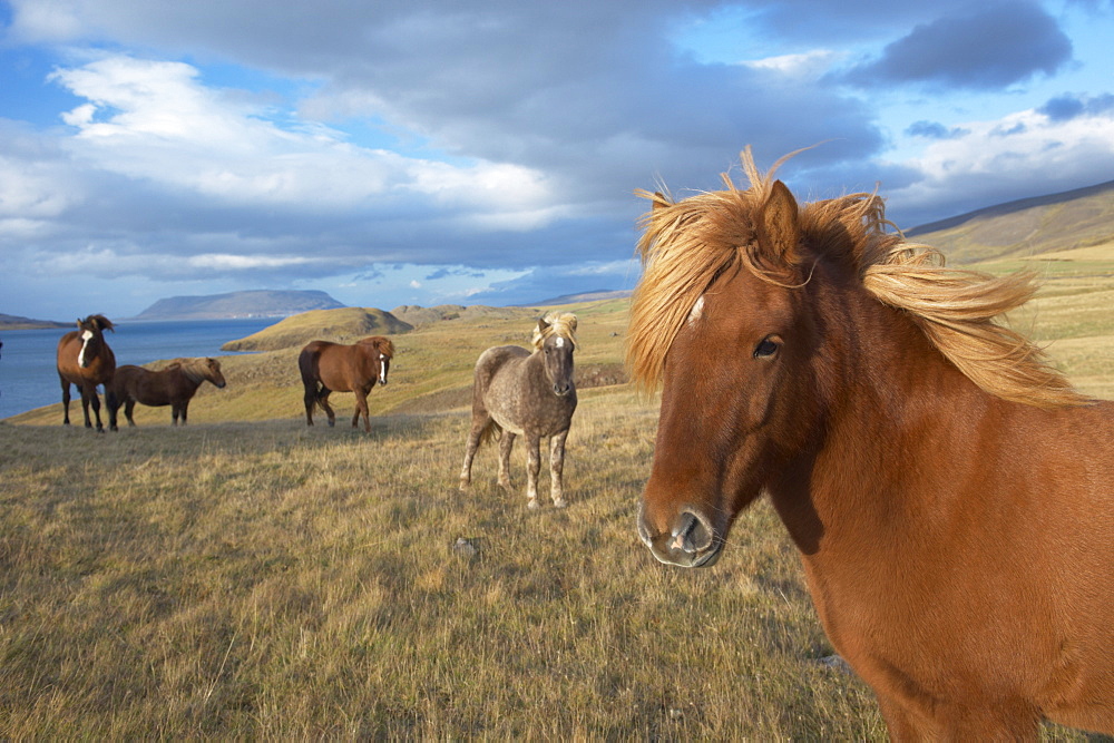 Icelandic horses at Midsandur, Hvalfjordur, north of Reykjavik, Iceland, Polar Regions