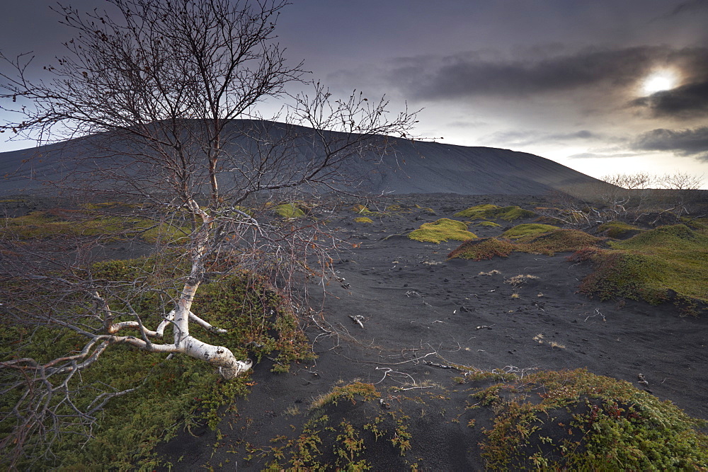 Desolate black ash landscape at the foot of Hverfjall (Hverfell) volcano, Myvatn, northern Iceland, Iceland, Polar Regions