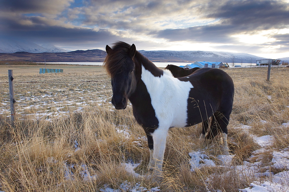 Icelandic horse near Lake Lagarfljot (Logurinn), near Egilsstadir, Fljotdalsherad valley, East Fjords area, Iceland, Polar Regions