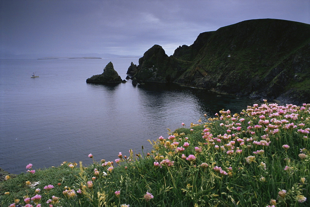 Thrift above the West Mainland coast with boat in distance, Mainland, Shetland Islands, Scotland, United Kingdom, Europe