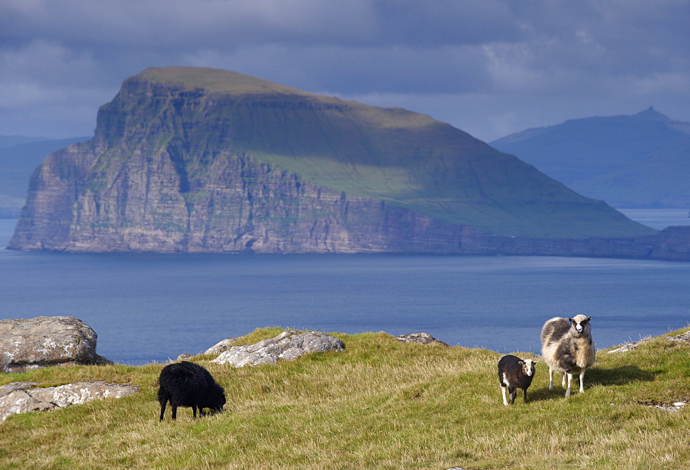 Sheep on north coast of Sandoy, view north across Skopunarfjordur towards Koltur island and Streymoy Island hills in the distance, Sandoy, Faroe Islands (Faroes), Denmark, Europe