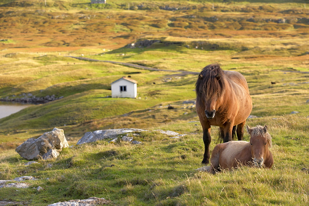 Horses, stallion and foal, Sandoy island, Faroe Islands, Denmark, Europe