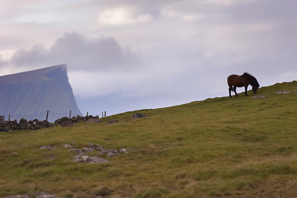 Horses, stallion, Sandoy Island, Faroe Islands, Denmark, Europe