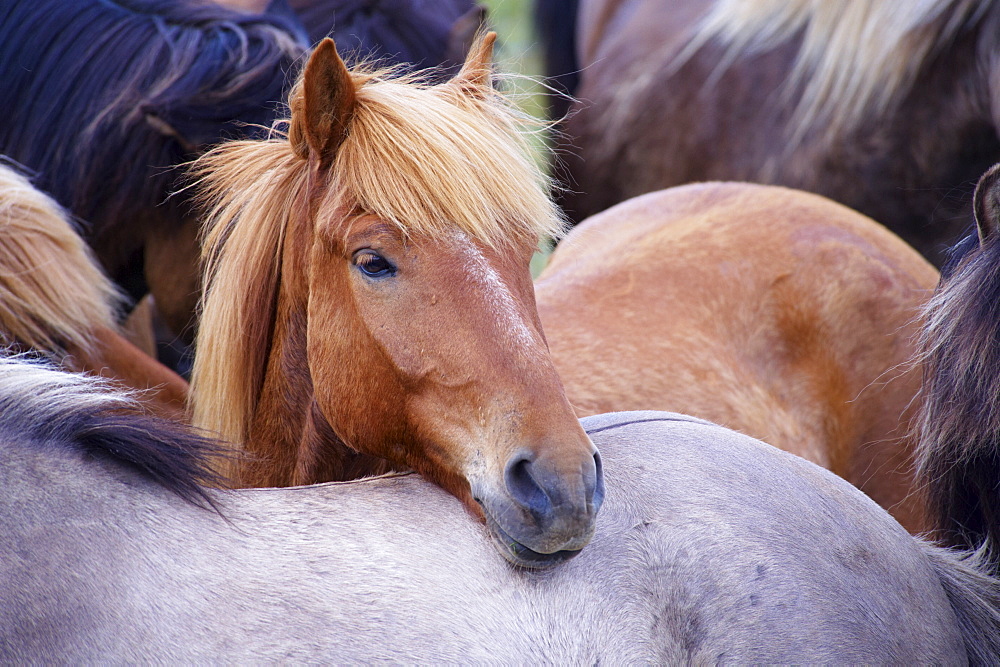 Icelandic horses, near Skogar, South Iceland (Sudurland), Iceland, Polar Regions