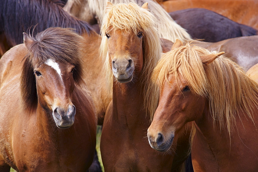 Icelandic horses, near Skogar, South Iceland (Sudurland), Iceland, Polar Regions