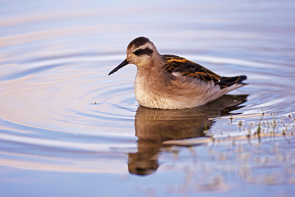 Red-necked phalarope (phalaropus lobatus), North Iceland (Nordurland), Iceland, Polar Regions