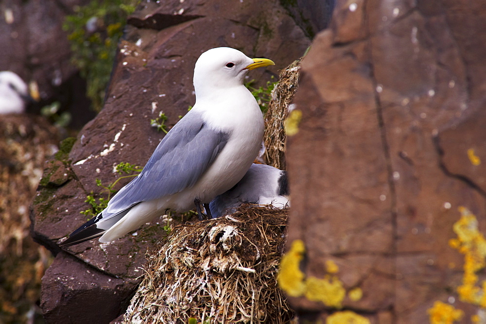 Kittiwakes (Rissa tridactyla) on small cliffs near Bakkagerdi (Borgafjordur Eystri), East Fjords (Austurland), Iceland, Polar Regions