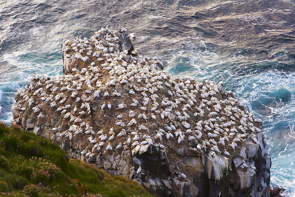 Gannet colony (Sula bassana) at Langanes, Langanes peninsula, North Iceland (Nordurland), Iceland, Polar Regions