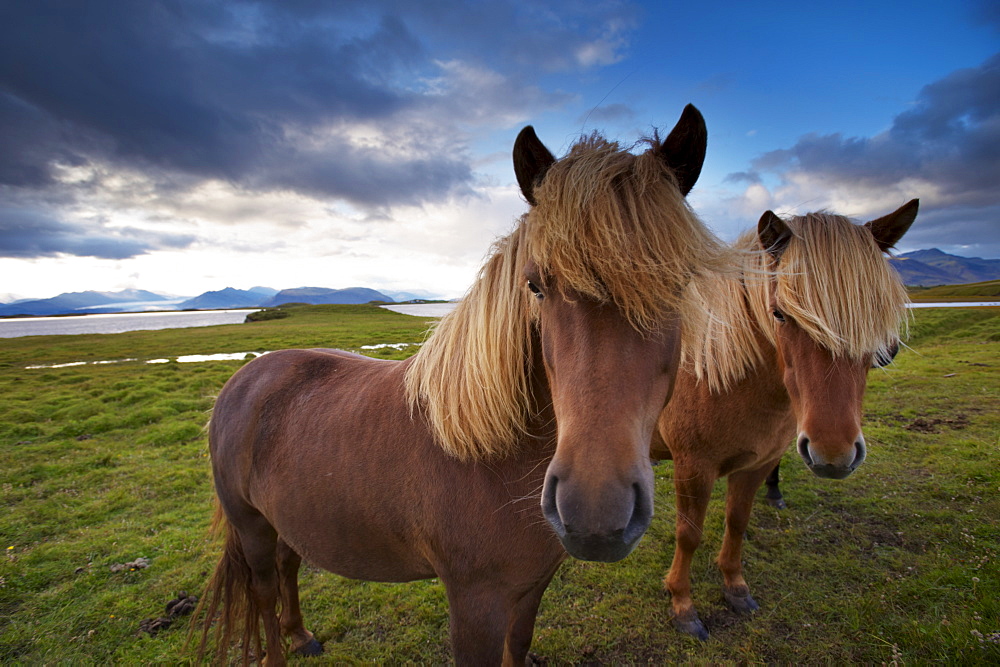 Icelandic horses, near Hofn, Hornafjordur mountains and glaciers behind, East Fjords region (Austurland), Iceland, Polar Regions