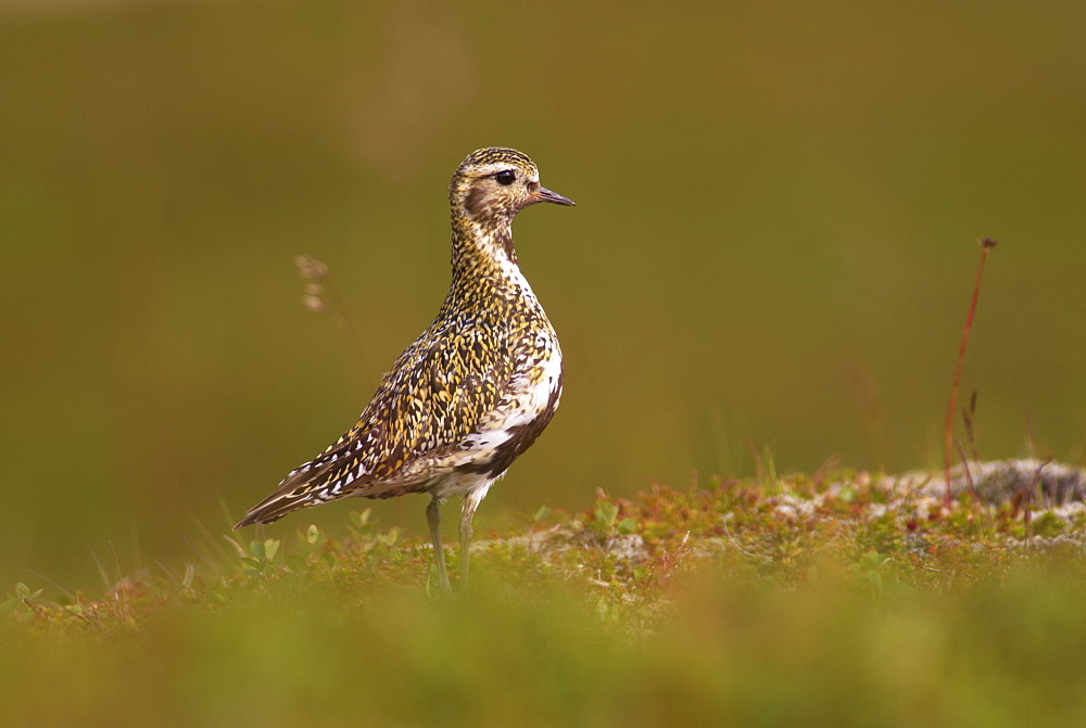 Golden plover (Pluvialis apricaria) in summer plumage, Iceland, Polar Regions