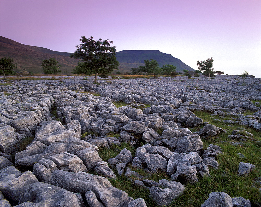 Limestone pavements near Chapel-le-Dale, Yorkshire Dales, National Park, Yorkshire, England, United Kingdom, Europe