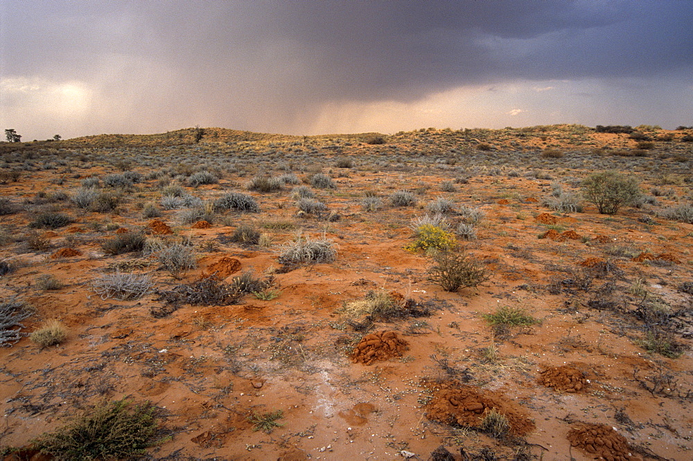 Rain clouds over Kalahari Desert in August, Kalahari-Gemsbok National Park, part of Kgalagadi Transfrontier Park, South Africa, Africa