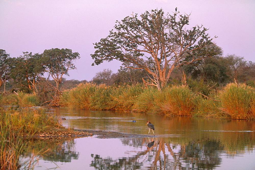 Olifants River, Kruger National Park, South Africa, Africa